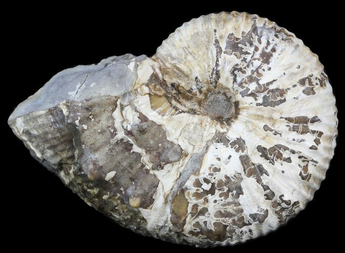 Hoploscaphites Ammonite Fossil - Montana #43665